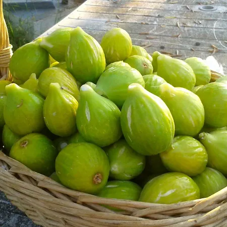 Giglio * سانتا ماريا دي كاستيلاباتي